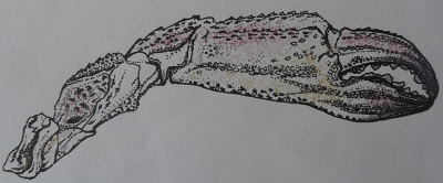 Crab Claw